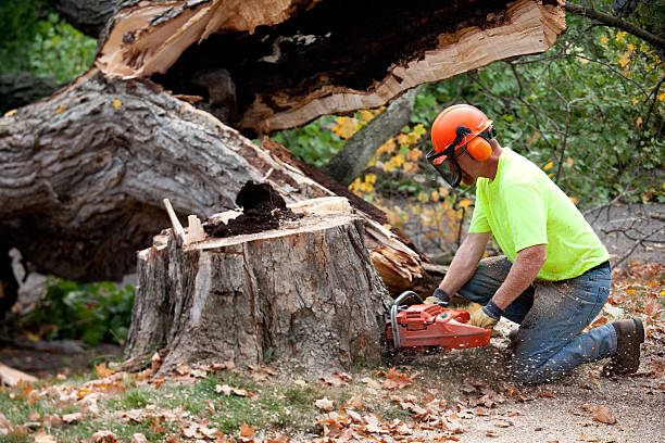 Best Storm Damage Tree Cleanup  in Wickliffe, OH